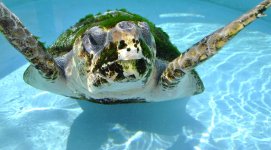 339263_10150354658868055_3336896_o